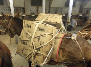 A donkey with boxes wrapped around it's back.