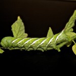 A green caterpillar is sitting on some leaves.