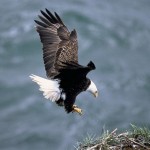 A bald eagle flying over the water with its wings spread.