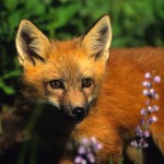 A close up of a fox in the grass