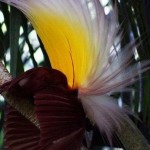 A close up of the flower with its petals flying.