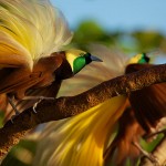 Two birds are sitting on a tree branch.