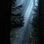 A forest with trees and sunlight coming through the trees.