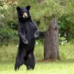 A black bear standing in the grass near a tree.